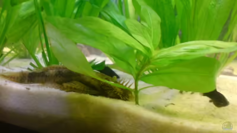 Besatz im Aquarium Becken 7767 von K.one.S (10)