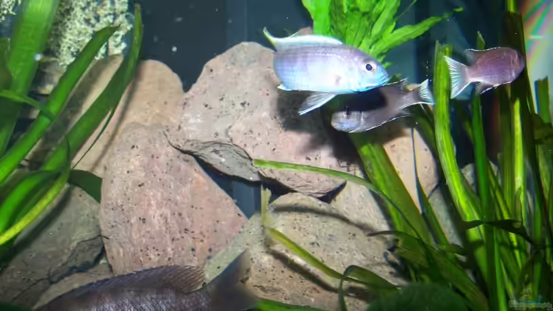 Besatz im Aquarium Becken 7768 von Markus Lammert (12)