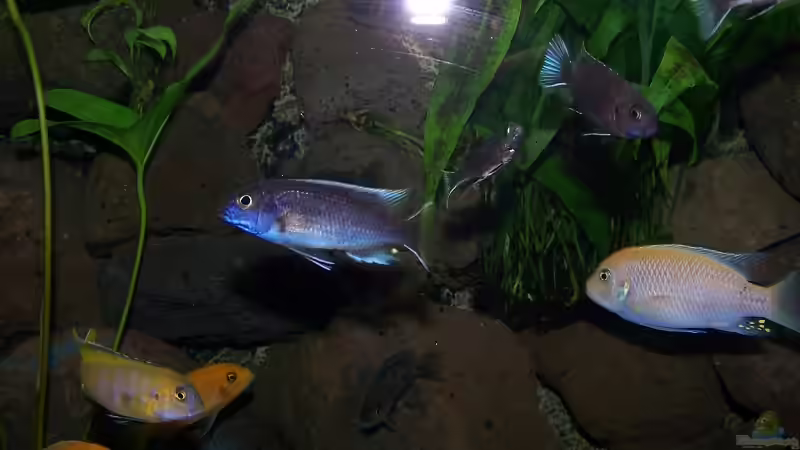 Besatz im Aquarium Becken 7768 von Markus Lammert (17)