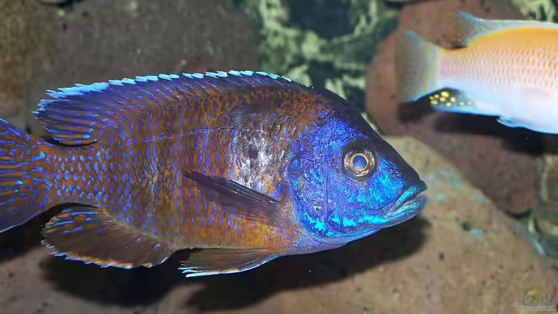 Besatz im Aquarium Becken 7768 von Markus Lammert (18)