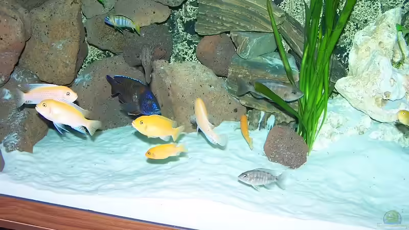 Besatz im Aquarium Becken 7768 von Markus Lammert (20)