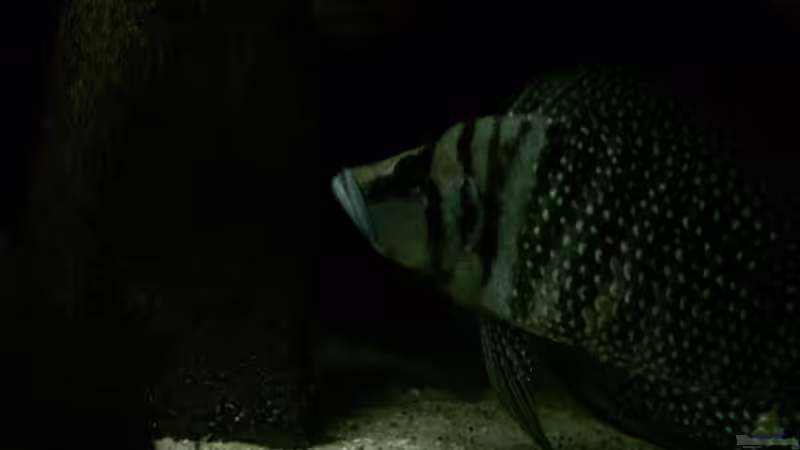 Besatz im Aquarium Becken 7791 von Tobias Kersting (9)