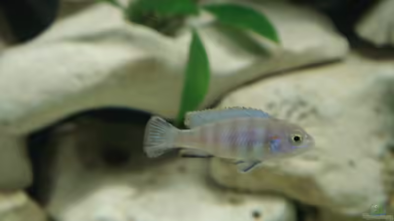 Besatz im Aquarium Becken 7792 von Baysal (7)