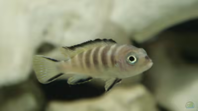 Besatz im Aquarium Becken 7792 von Baysal (8)