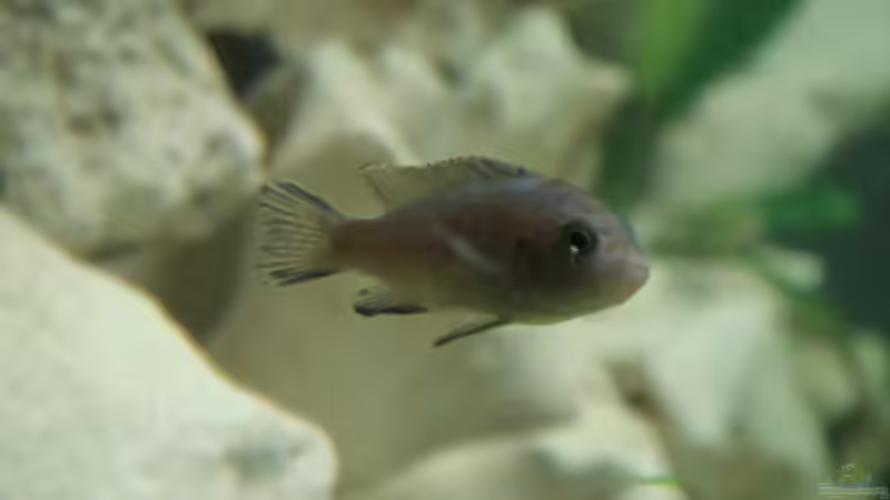 Besatz im Aquarium Becken 7792 von Baysal (9)