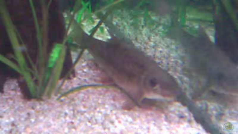 Besatz im Aquarium Becken 7794 von Dennis24HB (3)