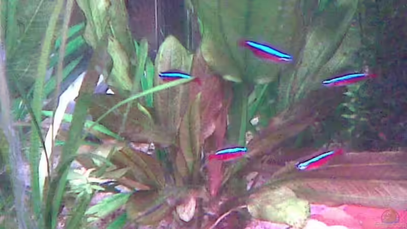 Besatz im Aquarium Becken 7794 von Dennis24HB (4)