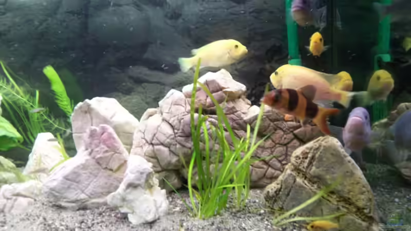 Besatz im Aquarium Becken 7798 von Fred (3)