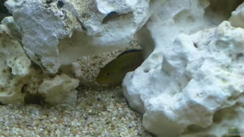 Besatz im Aquarium Becken 780 von Stefan Neuss (5)