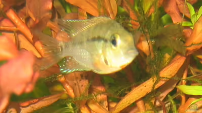 Besatz im Aquarium Becken 7806 von Dennis Blümlein (2)