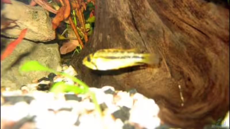 Besatz im Aquarium Becken 7806 von Dennis Blümlein (3)