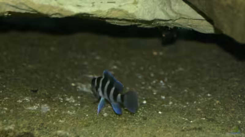 Besatz im Aquarium Becken 7813 von Sleeper1981 (8)