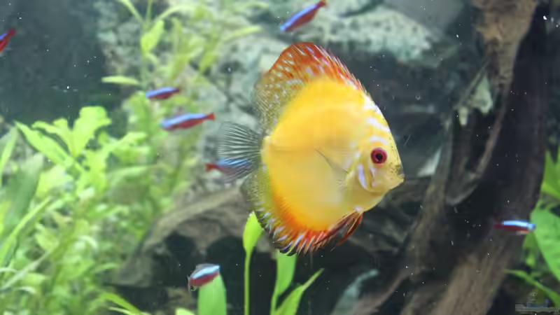 Besatz im Aquarium Becken 7827 von chris und nina (9)