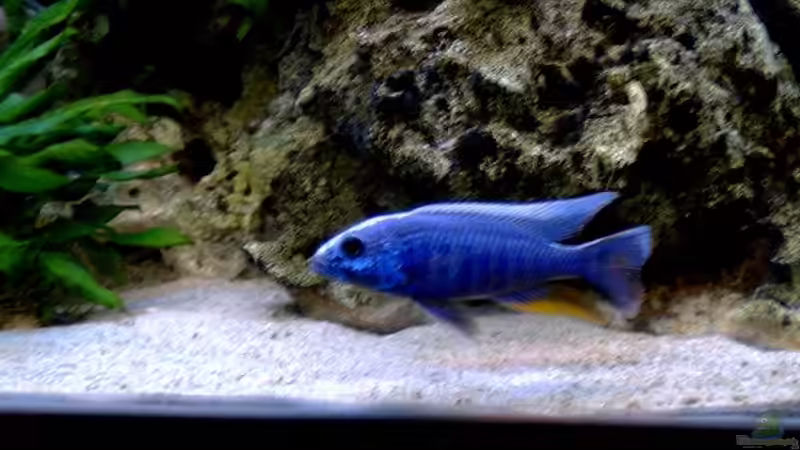 Besatz im Aquarium Becken 7863 von Christian Grünke (11)