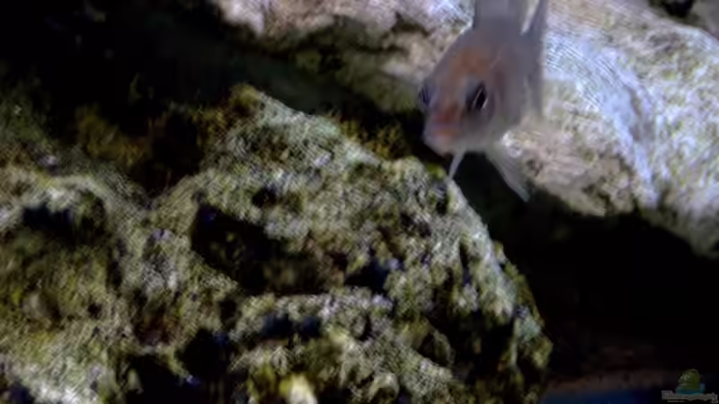 Besatz im Aquarium Becken 7863 von Christian Grünke (12)