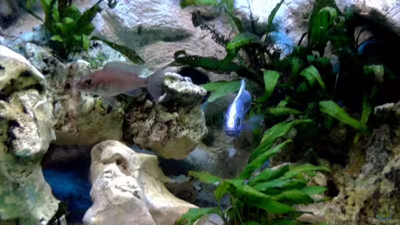 Besatz im Aquarium Becken 7863 von Christian Grünke (13)