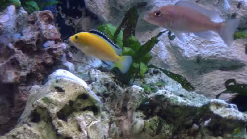 Besatz im Aquarium Becken 7863 von Christian Grünke (14)