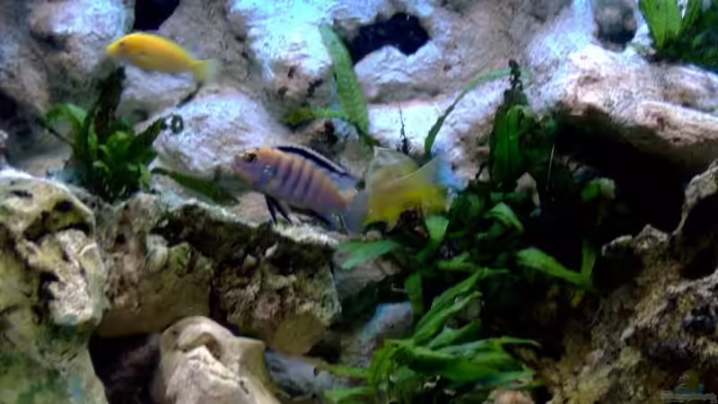 Besatz im Aquarium Becken 7863 von Christian Grünke (15)