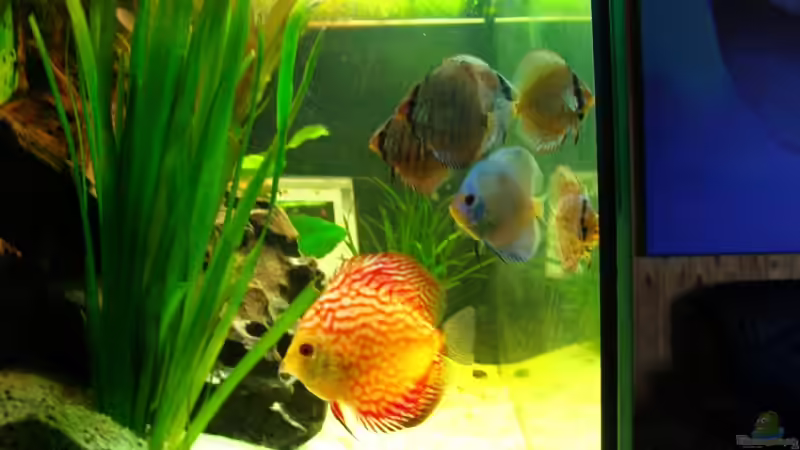 Besatz im Aquarium Becken 7866 von Trockenschwimmer (18)