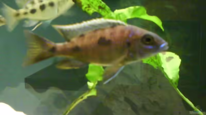 Besatz im Aquarium Becken 7882 von Omi (5)