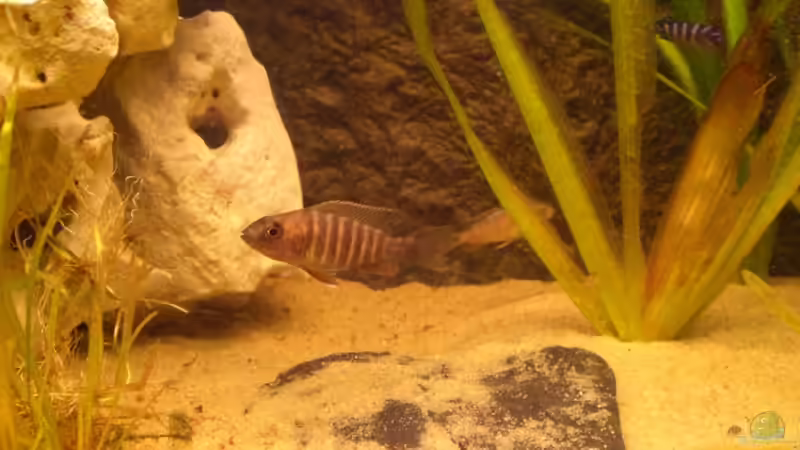 Besatz im Aquarium Becken 7898 von MarcD (4)