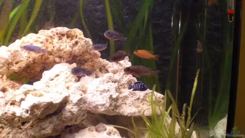 Besatz im Aquarium Becken 7898 von MarcD (5)