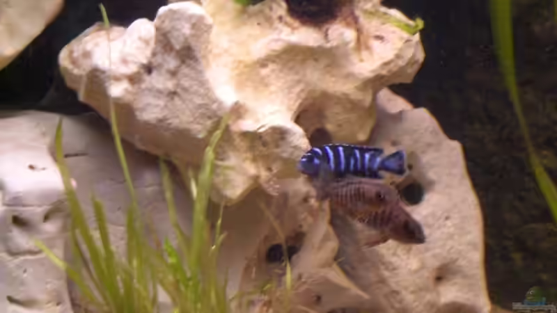 Besatz im Aquarium Becken 7898 von MarcD (6)