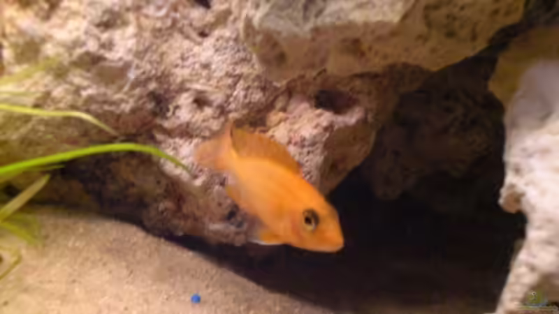 Besatz im Aquarium Becken 7898 von MarcD (7)