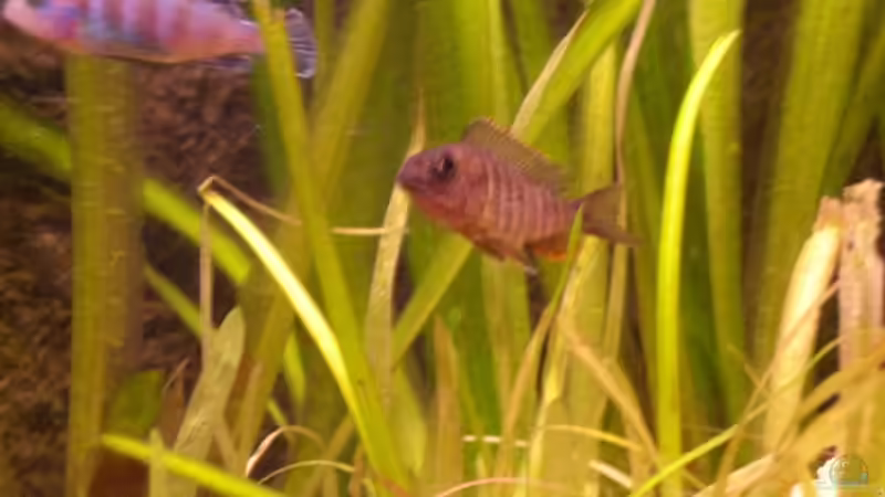 Besatz im Aquarium Becken 7898 von MarcD (8)