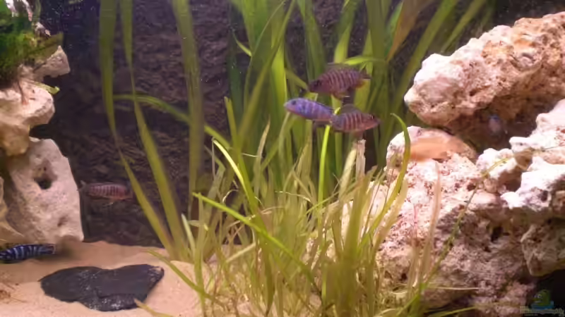 Besatz im Aquarium Becken 7898 von MarcD (9)