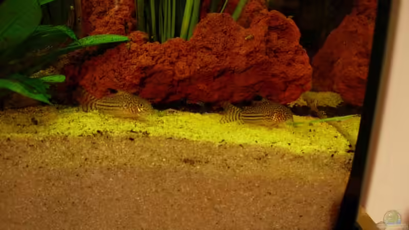 Besatz im Aquarium Becken 791 von Stefan Riener (4)