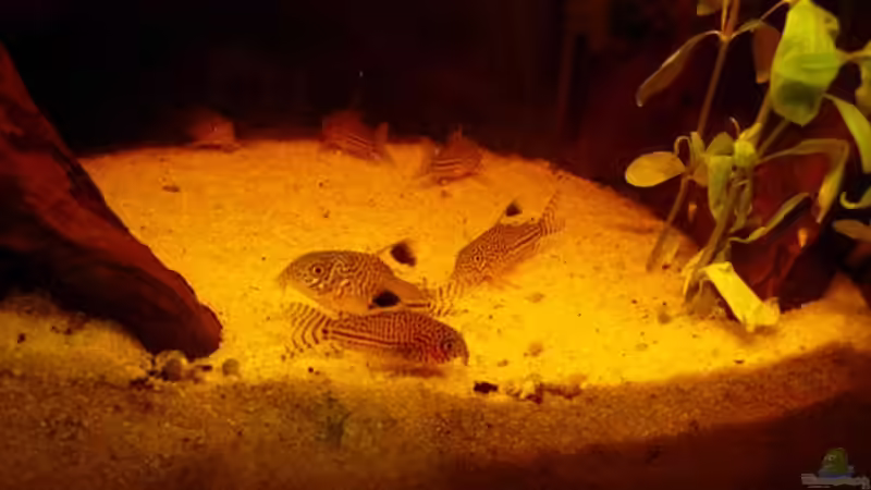 Besatz im Aquarium Becken 791 von Stefan Riener (5)