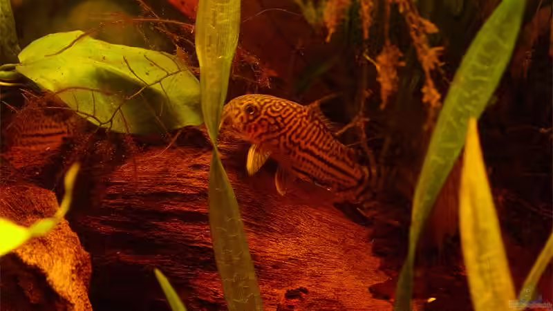 Besatz im Aquarium Becken 791 von Stefan Riener (6)