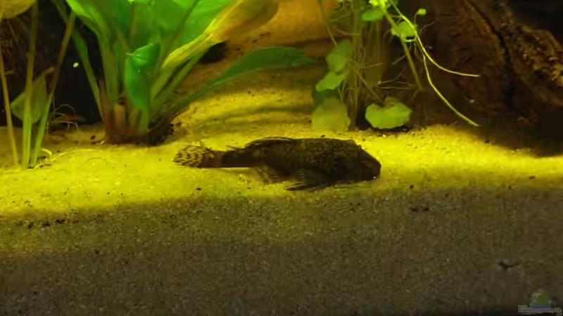 Besatz im Aquarium Becken 791 von Stefan Riener (8)