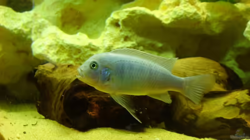 Besatz im Aquarium Becken 7914 von Stefan Bichler (5)