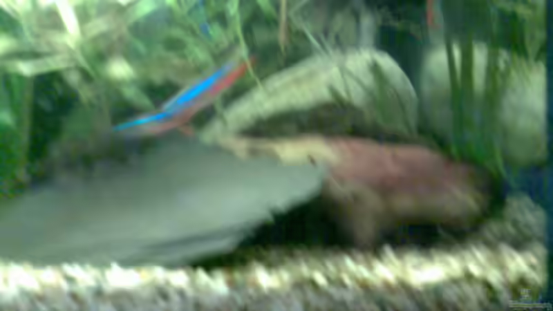 Besatz im Aquarium Becken 7921 von WELSFAN!))$ (2)
