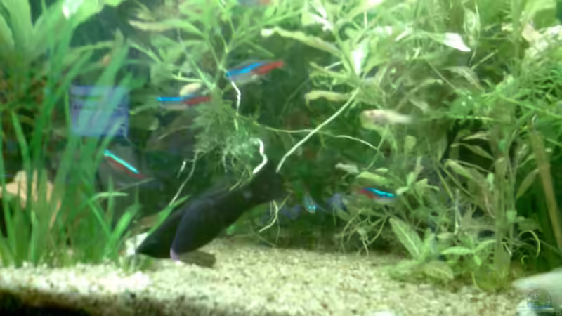 Besatz im Aquarium Becken 7921 von WELSFAN!))$ (3)