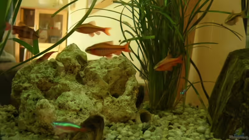 Besatz im Aquarium Becken 7931 von steini76 (5)