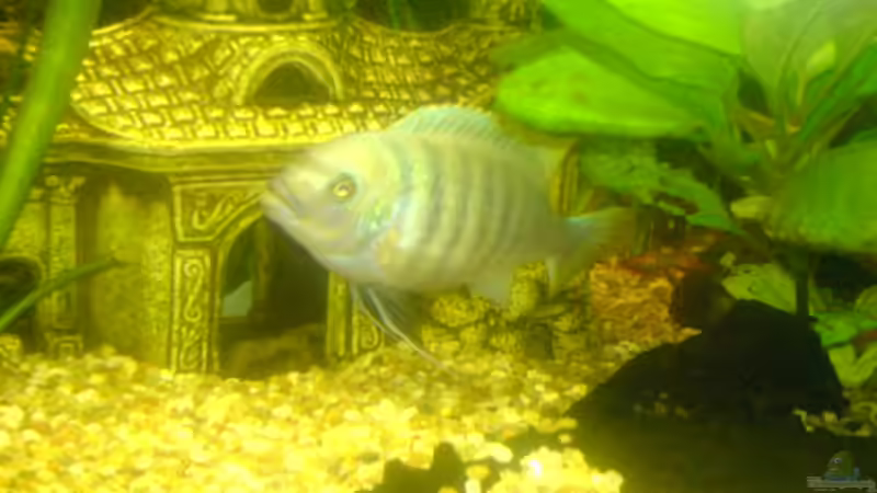 Besatz im Aquarium Becken 7935 von Lars Re. (10)