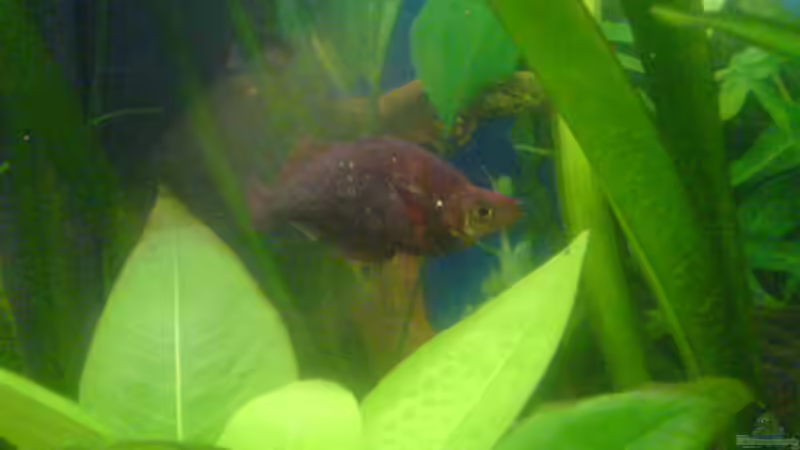 Besatz im Aquarium Becken 7935 von Lars Re. (11)