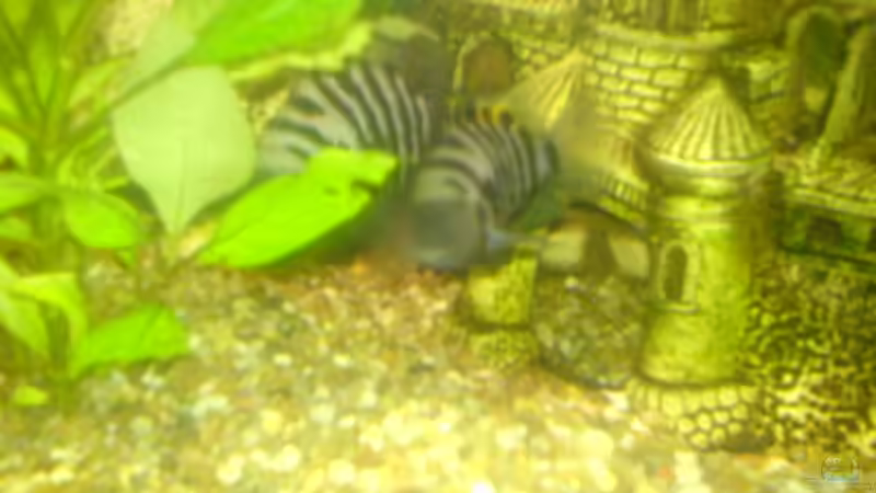 Besatz im Aquarium Becken 7935 von Lars Re. (13)