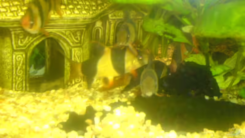 Besatz im Aquarium Becken 7935 von Lars Re. (9)