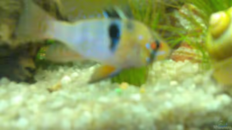 Besatz im Aquarium Becken 7942 von Manuel Böddecker (11)