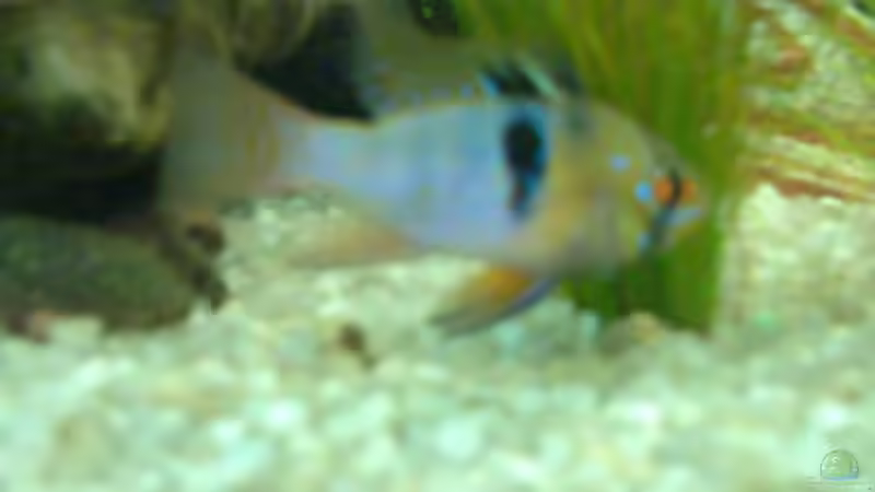 Besatz im Aquarium Becken 7942 von Manuel Böddecker (12)