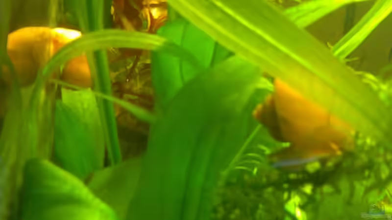 Besatz im Aquarium Becken 7942 von Manuel Böddecker (13)