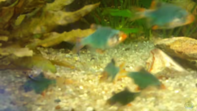 Besatz im Aquarium Becken 7942 von Manuel Böddecker (8)