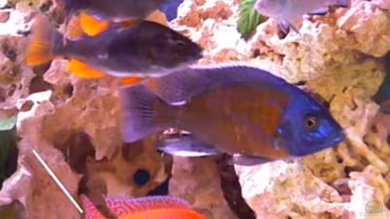 Besatz im Aquarium Becken 7944 von Stelze (10)