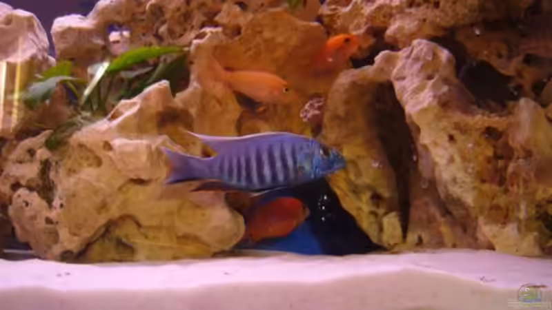 Besatz im Aquarium Becken 7944 von Stelze (5)