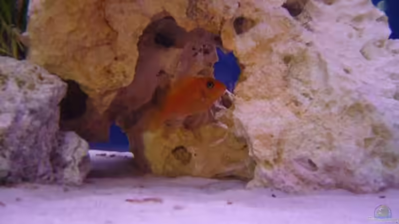 Besatz im Aquarium Becken 7944 von Stelze (6)