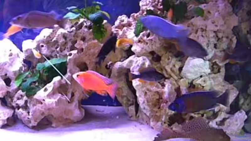 Besatz im Aquarium Becken 7944 von Stelze (7)